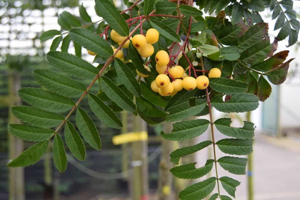 Sorbus 'Joseph Rock' 12-14 HS